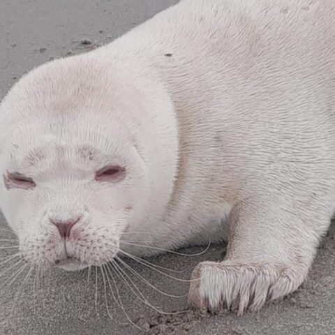 Zeldzame albinozeehond waargenomen op strand bij Neeltje Jans in Zeeland