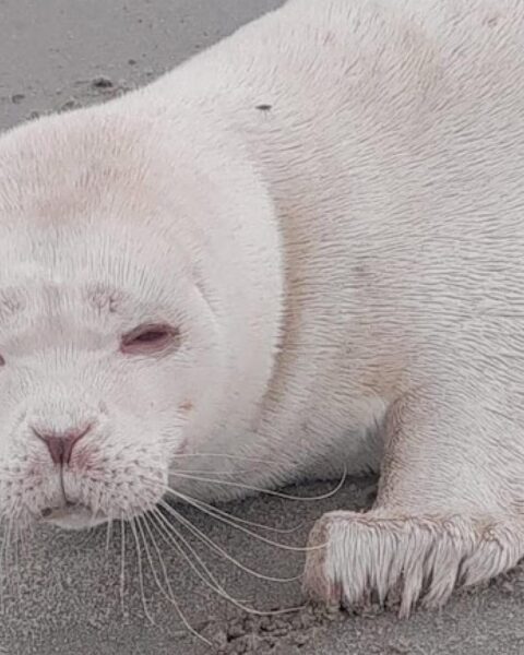 Zeldzame albinozeehond waargenomen op strand bij Neeltje Jans in Zeeland