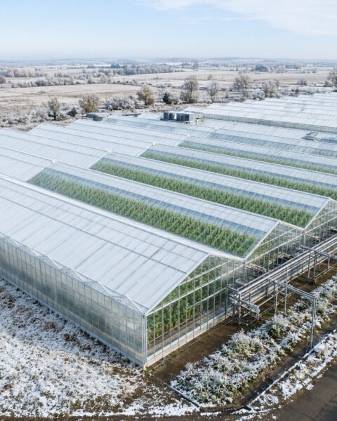 Russische telers vragen om importmuur nu wintertomaten duurder uitvallen