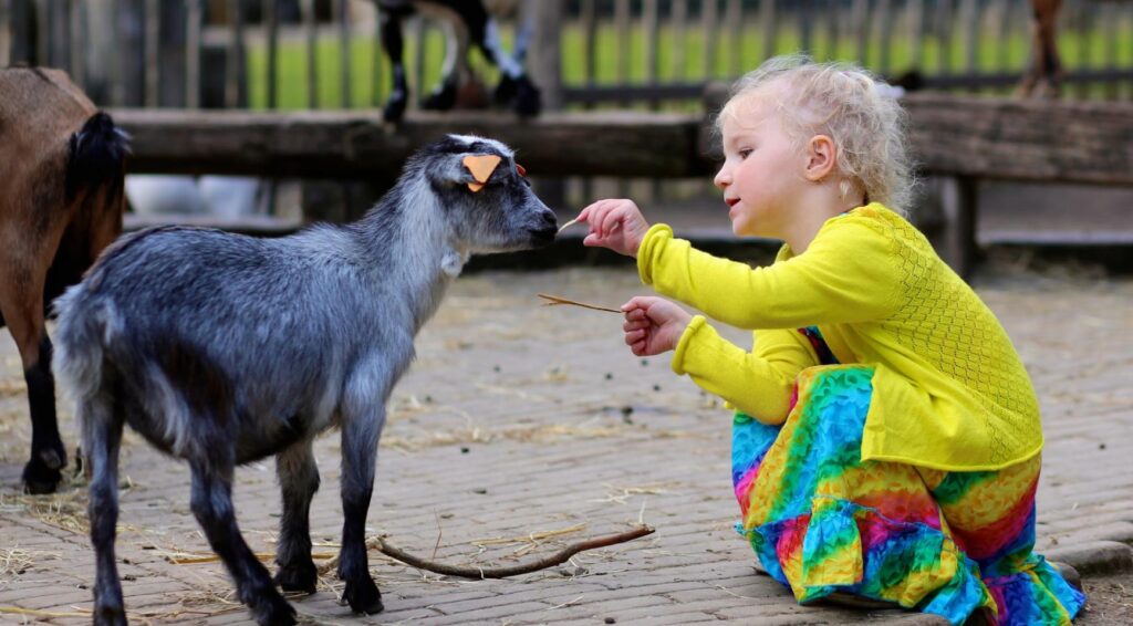 Een peuter voert een geit in een kinderboerderij.