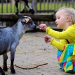 Een peuter voert een geit in een kinderboerderij.