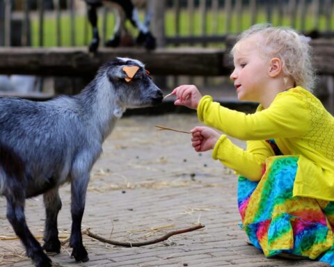 Een peuter voert een geit in een kinderboerderij.
