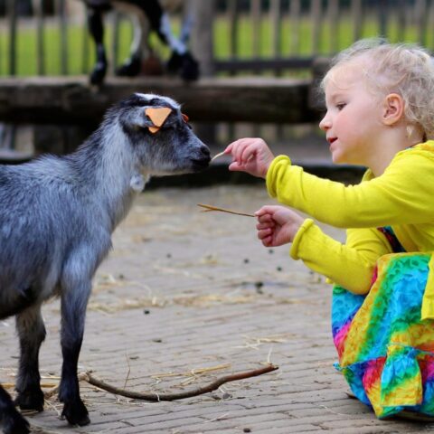 Een peuter voert een geit in een kinderboerderij.