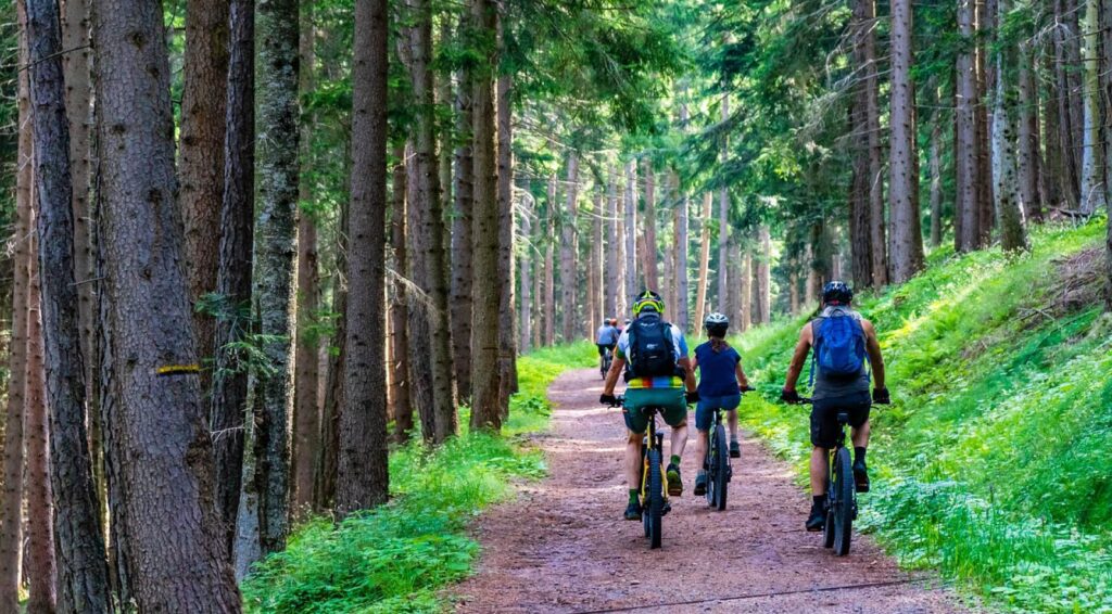 Fietsers rijden over een bospad tussen hoge bomen.