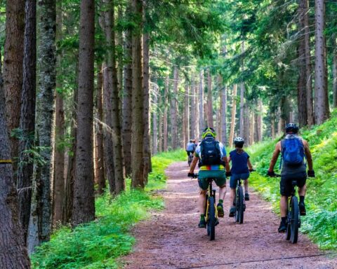 Fietsers rijden over een bospad tussen hoge bomen.
