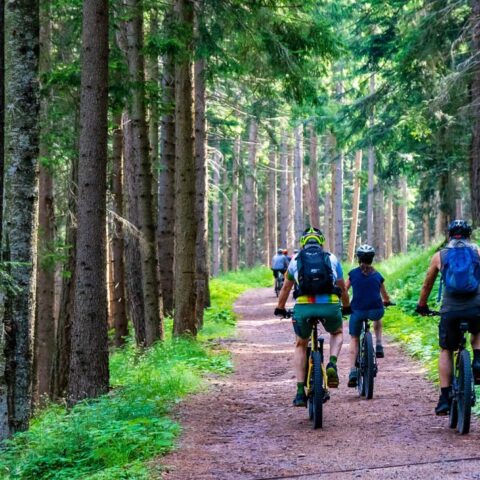 Fietsers rijden over een bospad tussen hoge bomen.