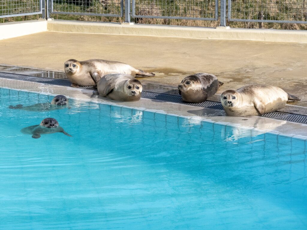 Zeehonden rusten bij de rand van een buitenbad in een opvanglocatie.
