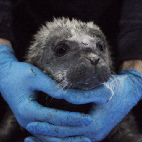 Een jonge zeehond wordt vastgehouden door iemand met blauwe handschoenen.