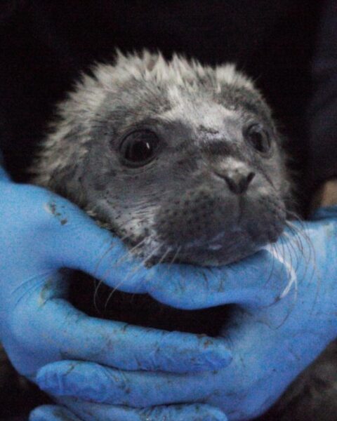 Een jonge zeehond wordt vastgehouden door iemand met blauwe handschoenen.