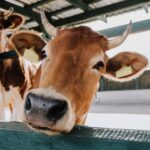 Wetgevers overwegen verbod op slachten zonder voorafgaande verdoving